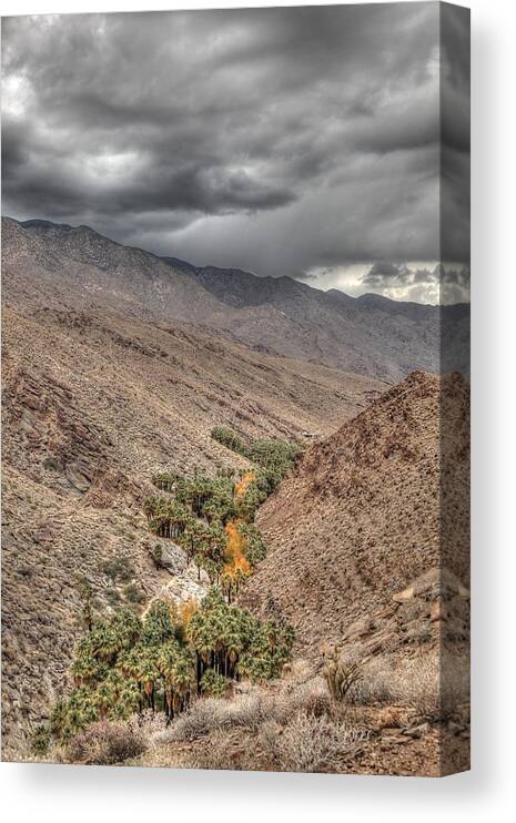 Palm Canvas Print featuring the photograph High Above the Oasis by Matthew Bamberg