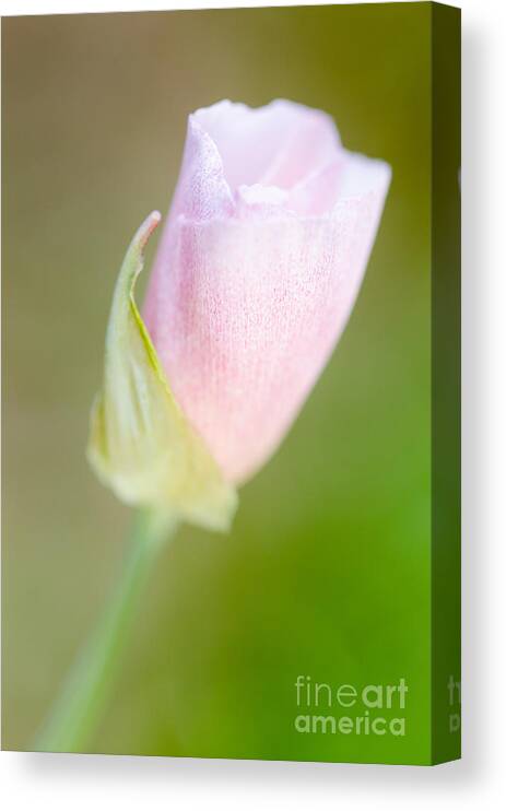 Albino Mexican Goldpoppy Canvas Print featuring the photograph Hint of Pink by Tamara Becker