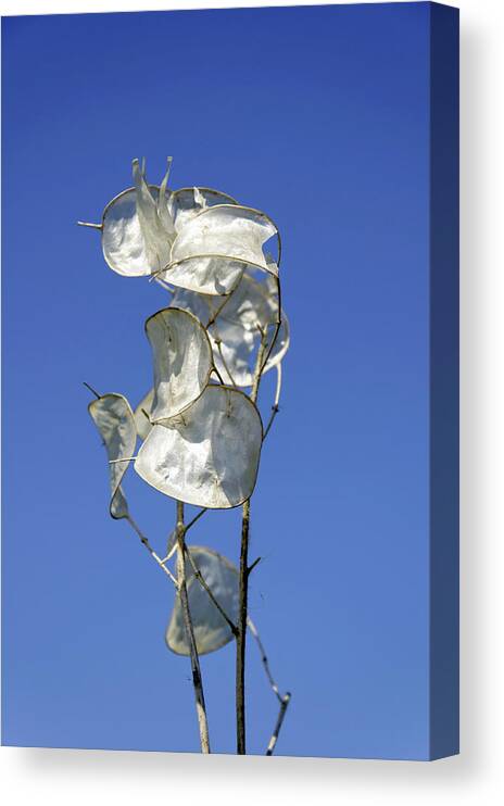 Europe Canvas Print featuring the photograph Honesty Seed Pods by Rod Johnson