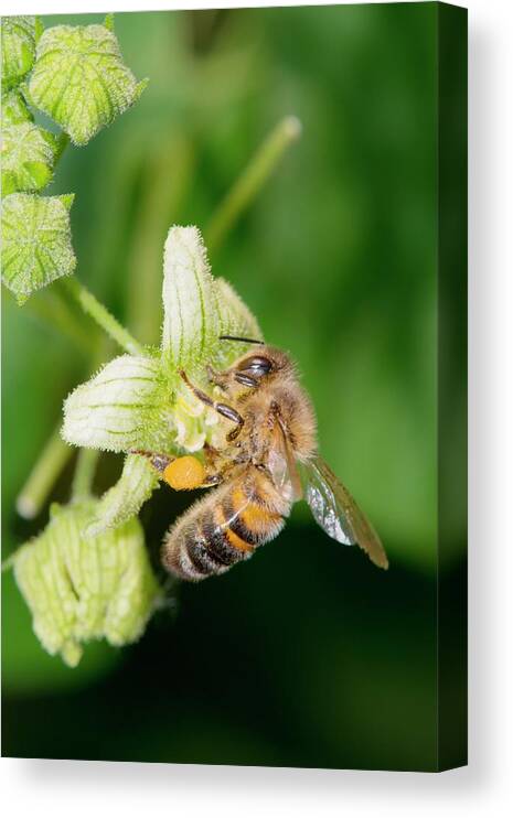 1 Canvas Print featuring the photograph Honey Bee On White Bryony by Dr. John Brackenbury