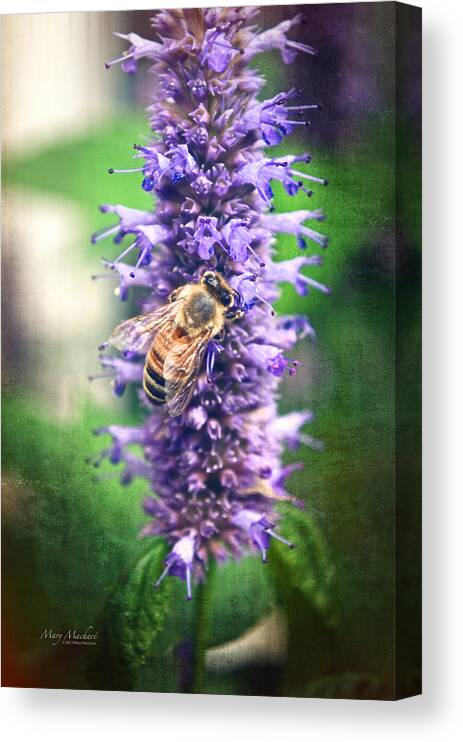 Honeybee On Hyssop Canvas Print featuring the photograph Honeybee on Hyssop by Mary Machare