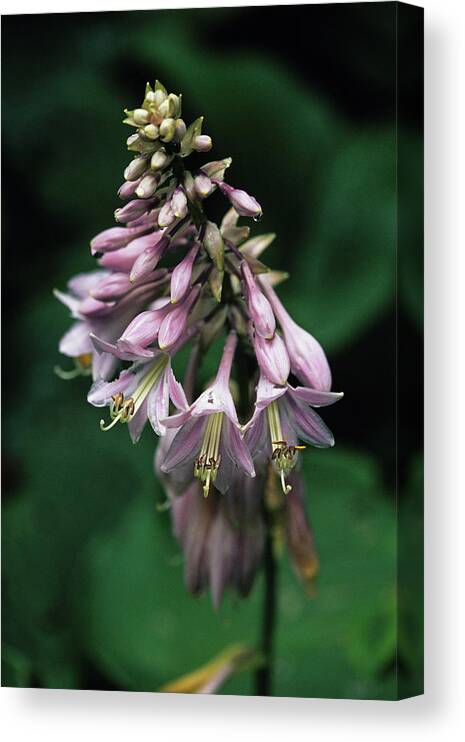 Hosta Fortunei Canvas Print featuring the photograph Hosta Flowers by Duncan Smith/science Photo Library