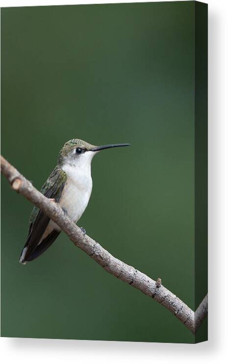 Ruby Canvas Print featuring the photograph Hummingbird At Rest by Jack Nevitt