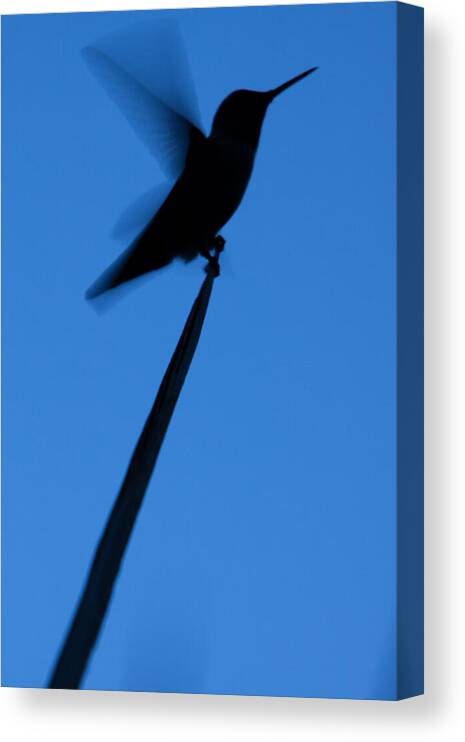 America Canvas Print featuring the photograph Hummingbird Silhouette by John Wadleigh
