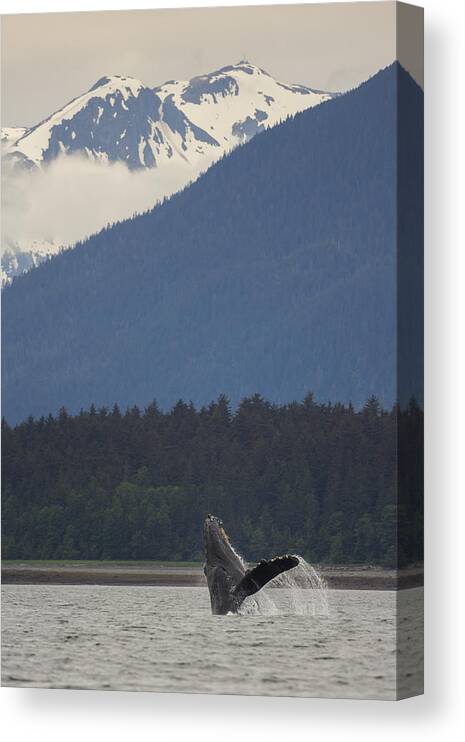 Orias Canvas Print featuring the photograph Humpback Whale in Alaska 73A6815 by David Orias