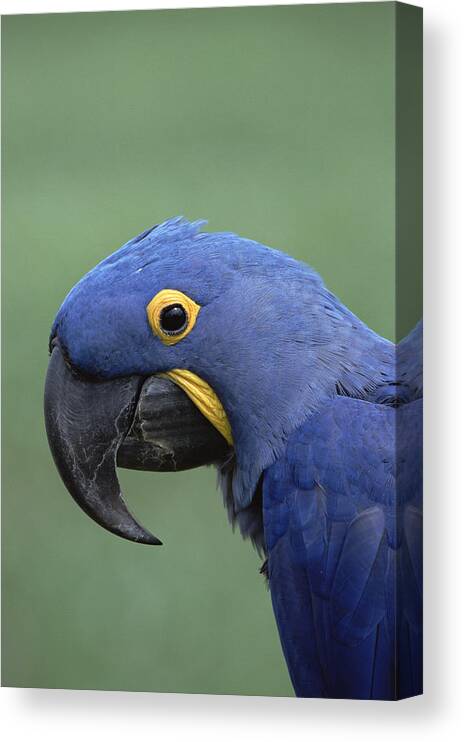 Feb0514 Canvas Print featuring the photograph Hyacinth Macaw Portrait Pantanal Brazil by Konrad Wothe
