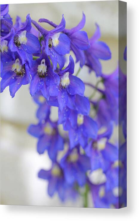 Delphinium Canvas Print featuring the photograph I Got the Blues by Ruth Kamenev