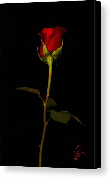 Single Rose Canvas Print featuring the photograph I Love You by Nancy Edwards