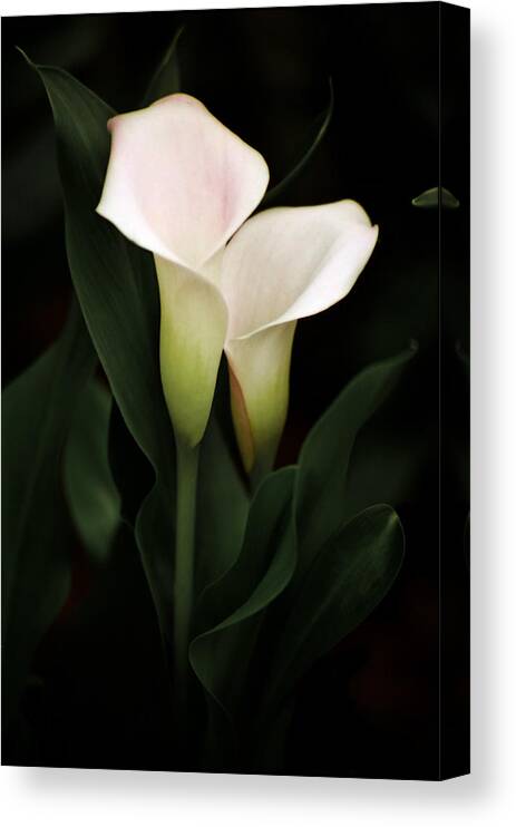 Penny Canvas Print featuring the photograph I Love You by Penny Lisowski
