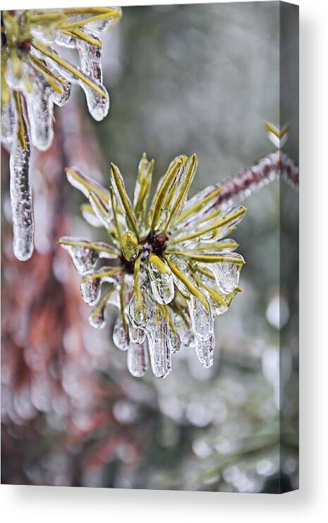 Ice Storm Canvas Print featuring the photograph Ice Storm Remnants by Theo OConnor