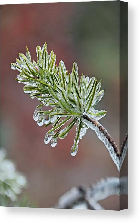 April Canvas Print featuring the photograph Ice Storm Remnants V by Theo OConnor
