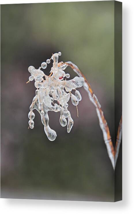 April Canvas Print featuring the photograph Ice Storm Remnants Vl by Theo OConnor