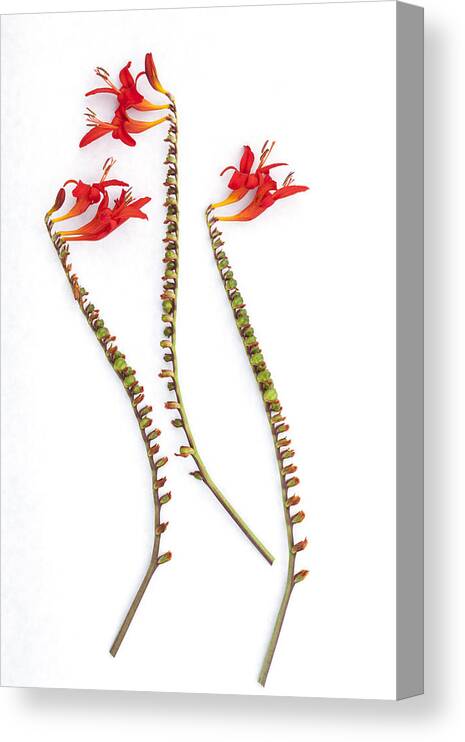 Crocosmia Canvas Print featuring the photograph If Seahorses Were Flowers by Carol Leigh