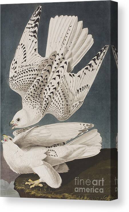 Iceland Canvas Print featuring the painting Iceland or Jer Falcon, 1837 by John James Audubon