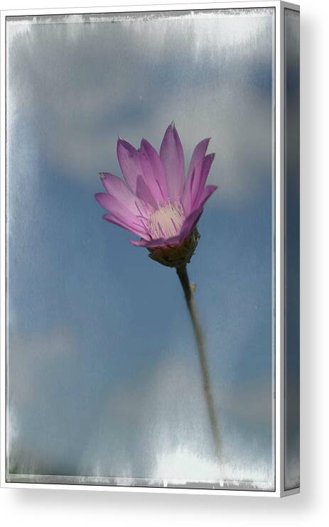 Flower Canvas Print featuring the photograph Impression by Rumiana Nikolova