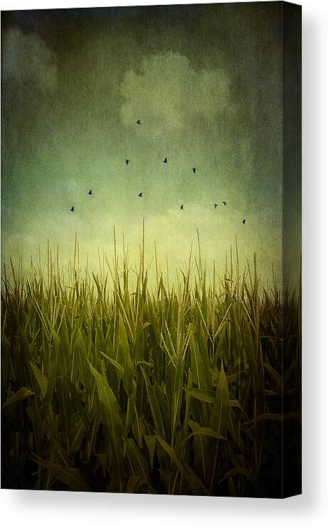 Textures Canvas Print featuring the photograph In the Field by Trish Mistric