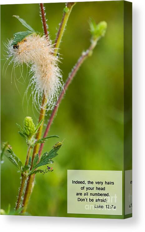 Nature Canvas Print featuring the photograph Indeed by Sandra Clark