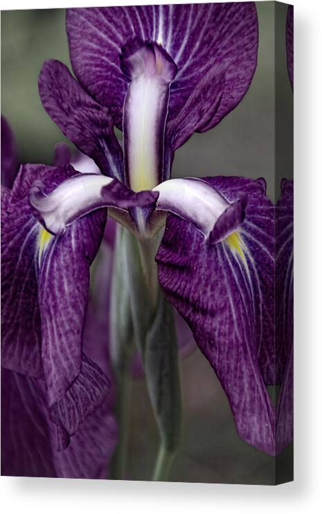Flower Artwork Canvas Print featuring the photograph Inner Strength by Mary Buck