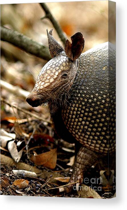 Iphone Canvas Print featuring the photograph Nine Banded Armadillo by Robert Frederick