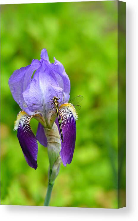 Iris Germanica Canvas Print featuring the photograph Iris and the Dragonfly 7 by Jai Johnson