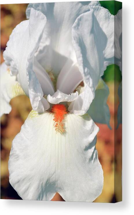 Iris Canvas Print featuring the photograph Iris 'frost And Flame' by Jane Sugarman