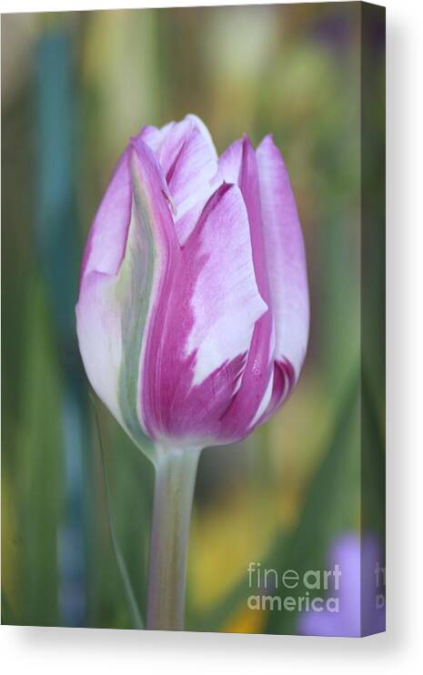 Home Floral Decor Images Canvas Print featuring the photograph It's a Gift to be Simple by Mary Lou Chmura