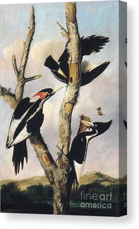 Wildlife Canvas Print featuring the drawing Ivory-billed Woodpeckers by Celestial Images