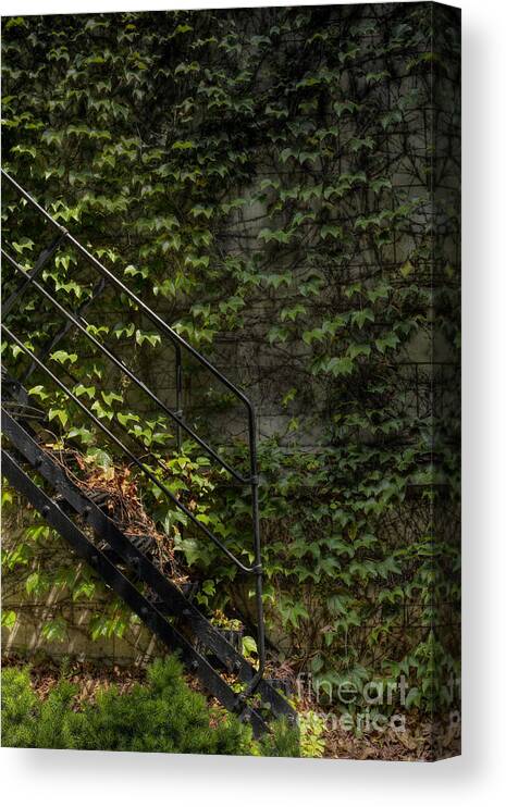 Building; Architecture; Place; Brick; Stone; Facade; Ivy; Tall; Castle; Summer; Green; Palace; Renaissance; Details; Covered; Outside; Outdoors; Stairs; Stair; Steps; Fire; Escape; Rail; Railing; Modern Canvas Print featuring the photograph Ivy Stairs by Margie Hurwich