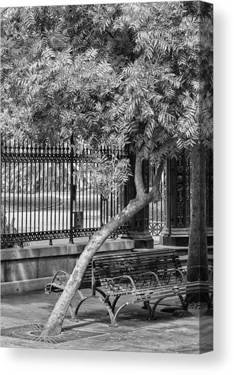 Bench Canvas Print featuring the photograph Jackson Square Bench And Tree by Jim Shackett