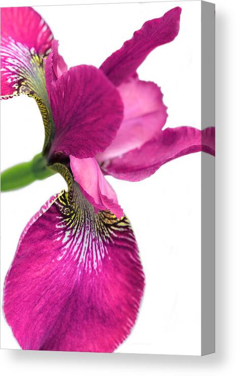 Iris Canvas Print featuring the photograph Japanese Iris Hot Pink White by Jennie Marie Schell