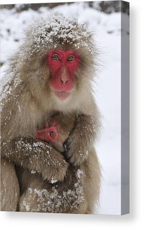 Thomas Marent Canvas Print featuring the photograph Japanese Macaque Warming Baby by Thomas Marent