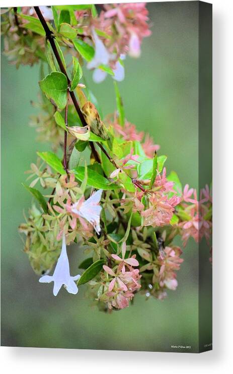 Japonica In Autumn Canvas Print featuring the photograph Japonica in Autumn by Maria Urso