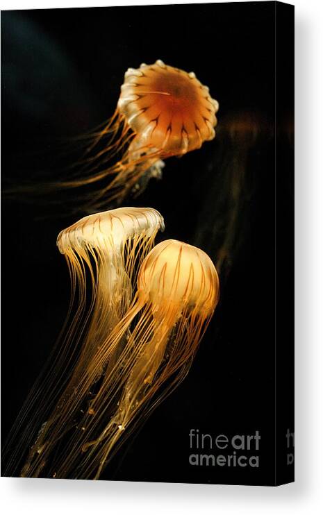 Coastal Canvas Print featuring the photograph Jellyfish Trio Floating Against a Black by Angela Rath