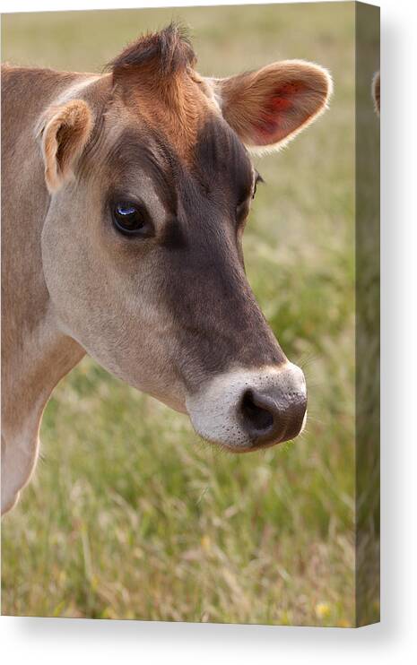 Jersey Canvas Print featuring the photograph Jersey Cow Portrait by Michelle Wrighton