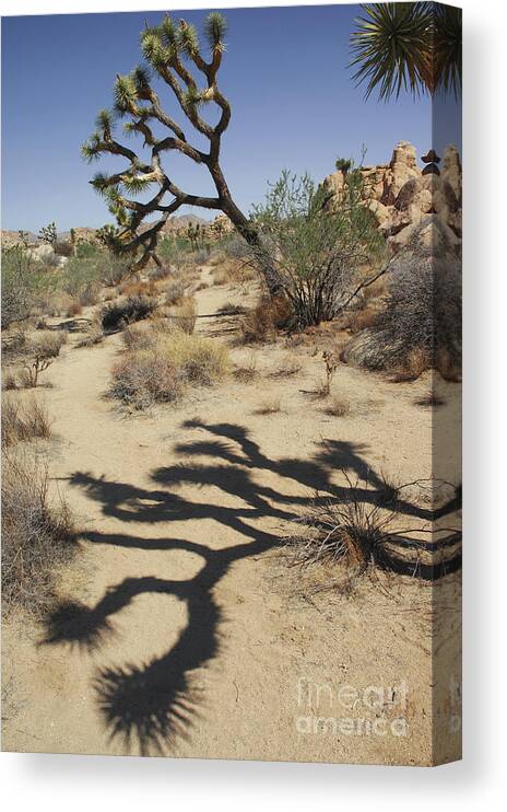 California Canvas Print featuring the photograph Joshua tree California by Micah May