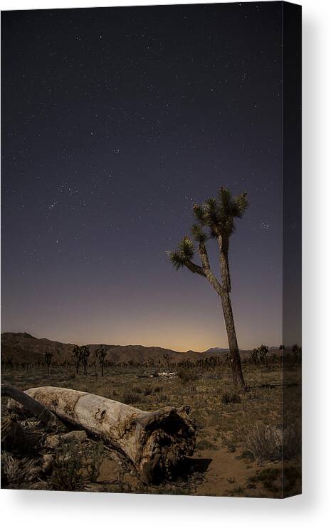 Photography Canvas Print featuring the photograph Joshua Tree Night 3 by Lee Kirchhevel