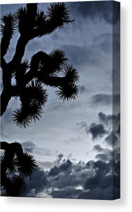Joshua Tree Canvas Print featuring the photograph Joshua Tree Silhouette by Jean Booth