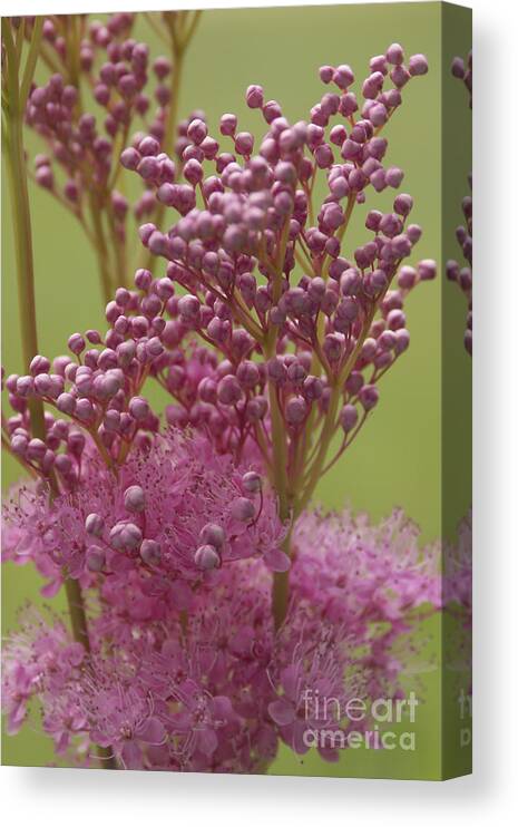 Astilbe Canvas Print featuring the photograph July Astilbe by Patrick Fennell