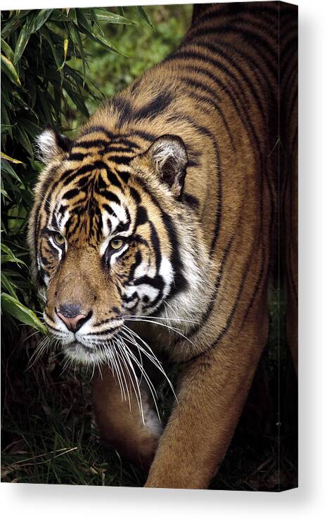 Jungle Stalker Canvas Print featuring the photograph Jungle Stalker by Wes and Dotty Weber