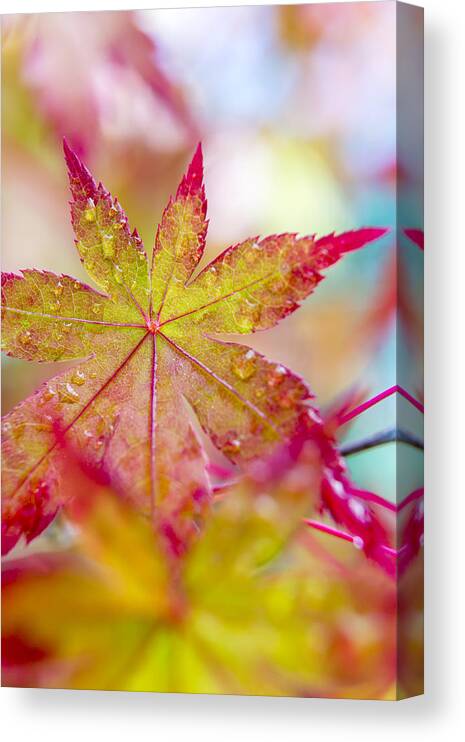 Autumn Leaves Canvas Print featuring the photograph Kaleidoscope by Caitlyn Grasso