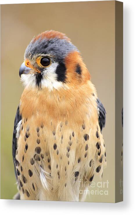 Kestral Canvas Print featuring the photograph Kestral by Charline Xia
