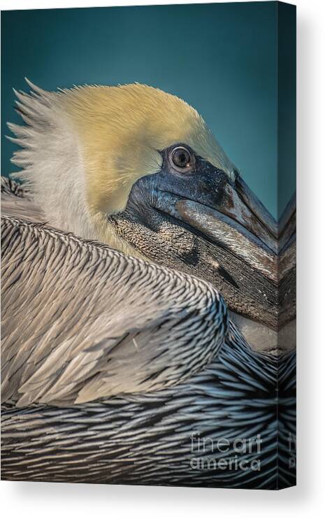America Canvas Print featuring the photograph Key West Pelican Closeup 2 - Pelecanus Occidentalis - HDR Style by Ian Monk