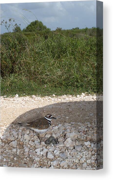 Animal Canvas Print featuring the photograph Killdeer Defending Nest by Gregory G. Dimijian
