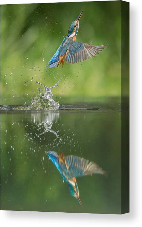Kingfisher Canvas Print featuring the photograph Kingfisher by Andy Astbury