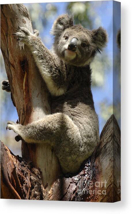 Koala Canvas Print featuring the photograph Koala by Bob Christopher