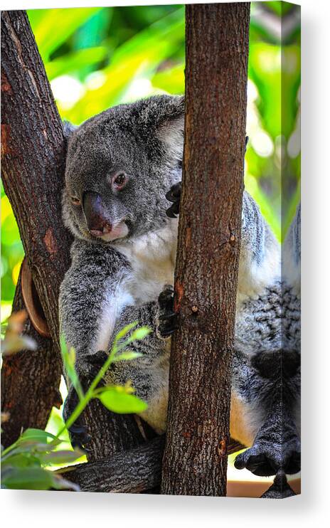 Animal Canvas Print featuring the photograph Koala by Harry Spitz