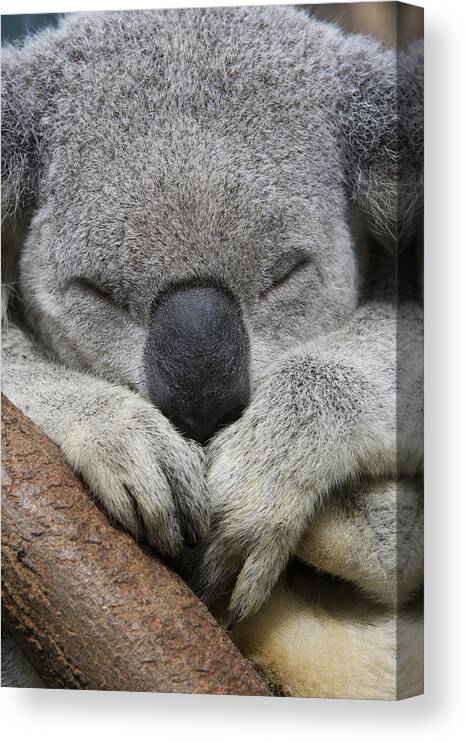 Feb0514 Canvas Print featuring the photograph Koala Sleeping Australia by Suzi Eszterhas