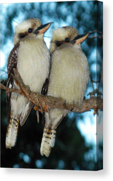 Kookaburra Canvas Print featuring the photograph Kooka Duet by Glen Johnson