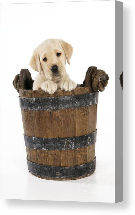 Labrador Retriever Canvas Print featuring the photograph Labrador Puppy In Bucket by John Daniels