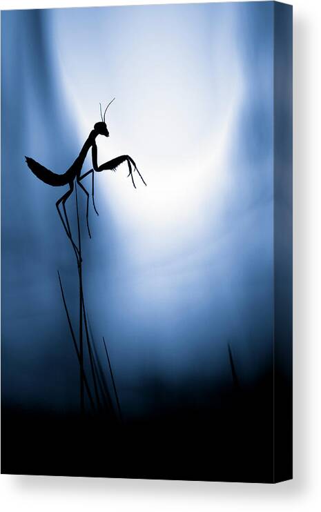 Mantis Canvas Print featuring the photograph Last Night On Earth by Fabien Bravin